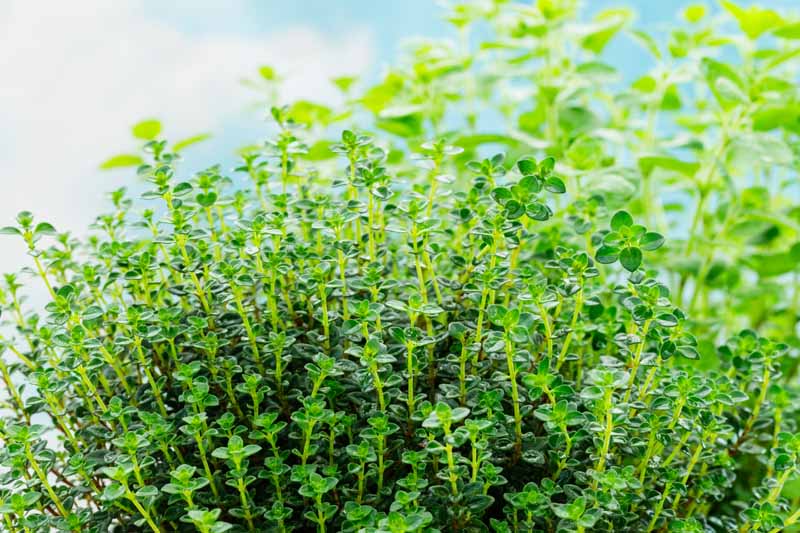 How to Plant and Grow Lemon Thyme - Sharp scents of citrus distinguish lemon thyme from other varieties, making it an exceptional addition to your herb garden. Learn more on Gardener's Path. gardenerspath.com/plants/herbs/g… #lemonthyme #herbgarden