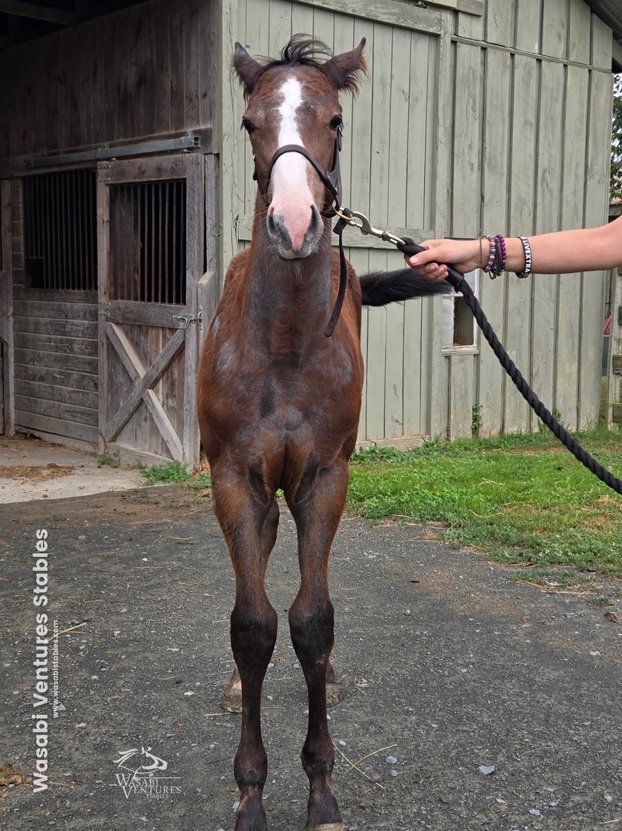 WV Stables (@wasabistables) on Twitter photo "Zeledonia" (25 Instagrand- Zarella) says, "No more pictures. I want to go play!" ππ΄ ππ§‘ "Zeledonia" (25 Instagrand- Zarella) says, "No more pictures. I want to go play!" ππ΄ ππ§‘