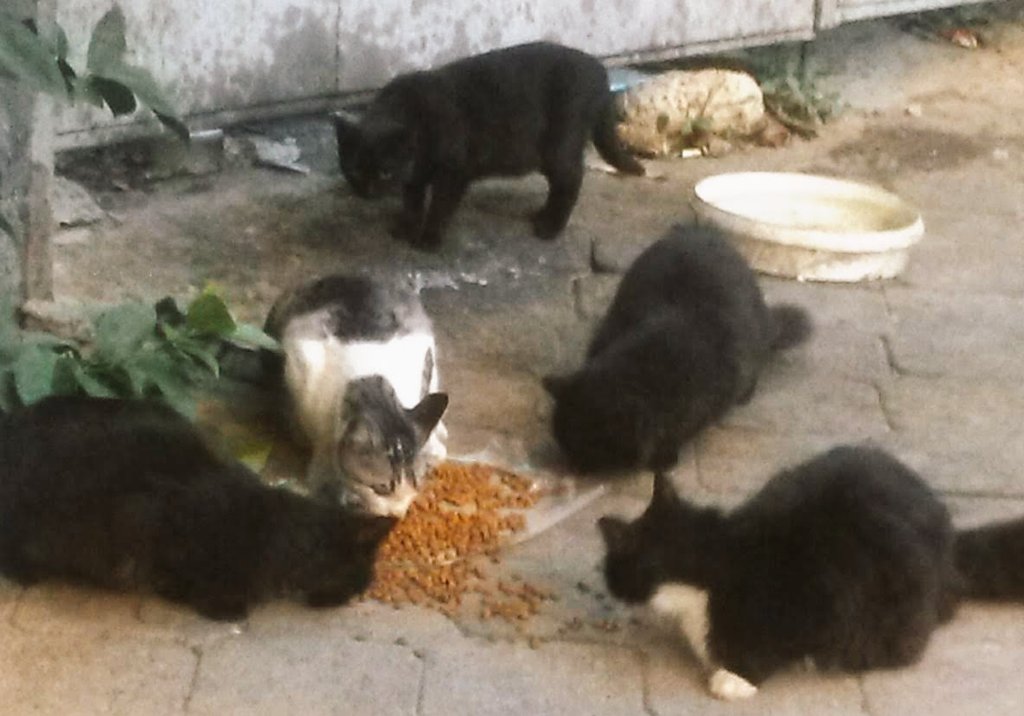 Hiçbiri kendini sevdirmez, mama verince ortaya çıkarlar. Önceden olsa kaldırıma çökecek kadar üzülürdüm şimdi insanlardan kaçtıkları için çok seviniyorum. Sevip alıştırmayın onları, herkesi insan sanıyorlar sonra.