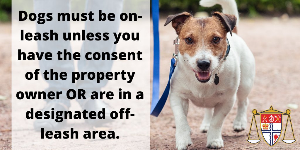 My dog is very obedient. Do I still need to put him on a leash?
Yes – the Animal Care and Control By-law requires dogs to be kept on a leash unless they are in a designated off-leash park or on private property with the owner’s consent. #OttCity