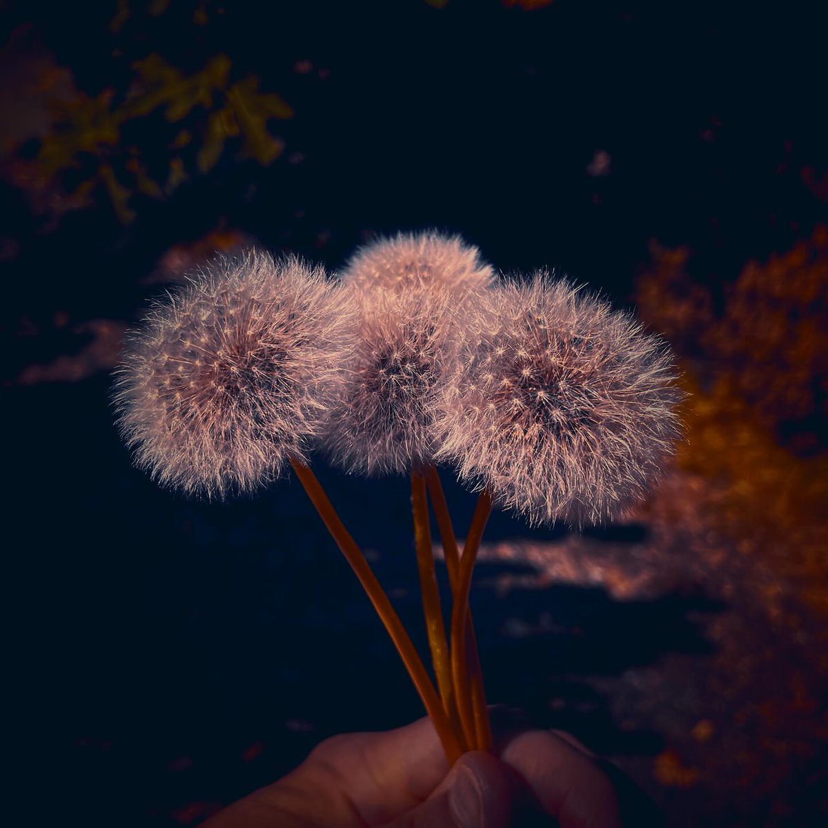 Make a wish and gather your strength for whatever it is you are and do.