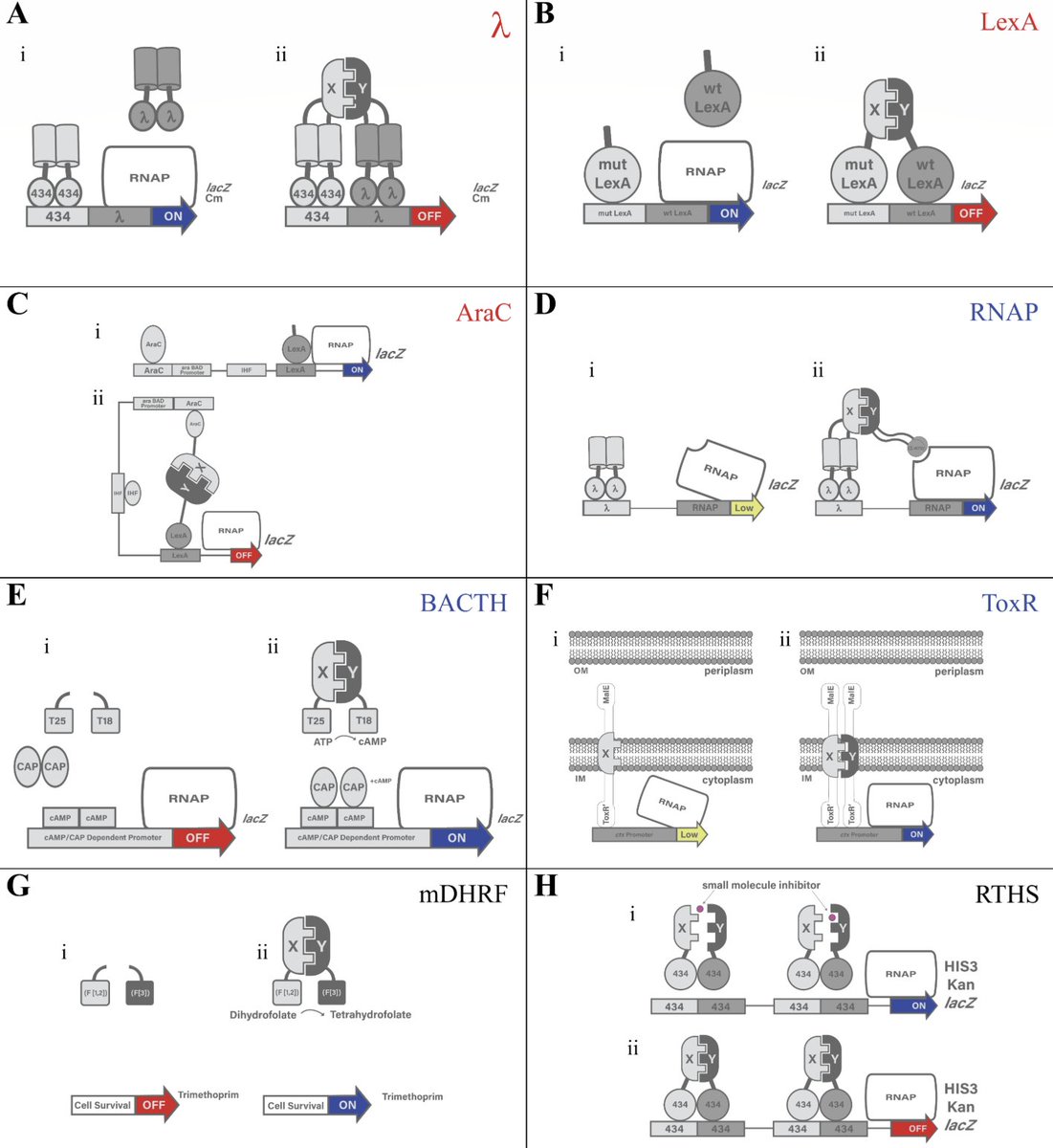Bacterial two-hybrid systems evolved: 
innovations for protein-protein interaction research

journals.asm.org/doi/full/10.11…