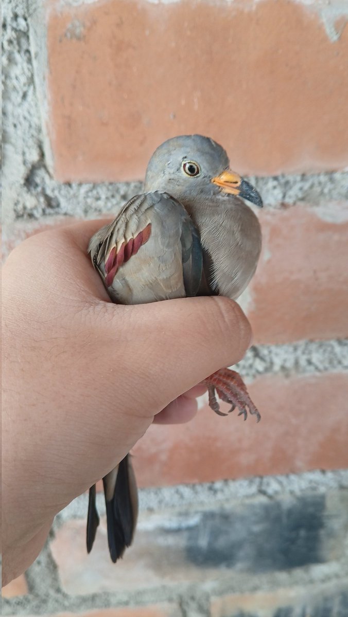 devoracarnero8's tweet photo. Ahora las palomas chocan con muros o pq encontré a estas dos por mi casa Ahhah https://t.co/Xsmd0dnMAf