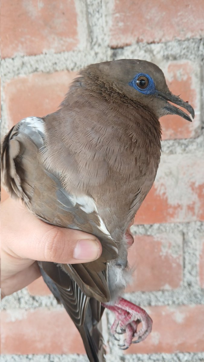devoracarnero8's tweet photo. Ahora las palomas chocan con muros o pq encontré a estas dos por mi casa Ahhah https://t.co/Xsmd0dnMAf