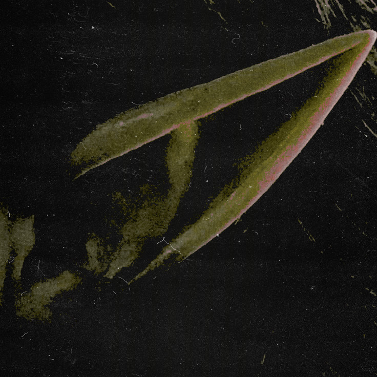 (  # beasts  &amp;  creatures  au  .ᐟ  )
──  ❝  tangled  in  love,  stuck  by
you,  from  the  glue . . .
albion  finch  ─  elf  au  crafted
for  the  beasts  and  creatures  event.