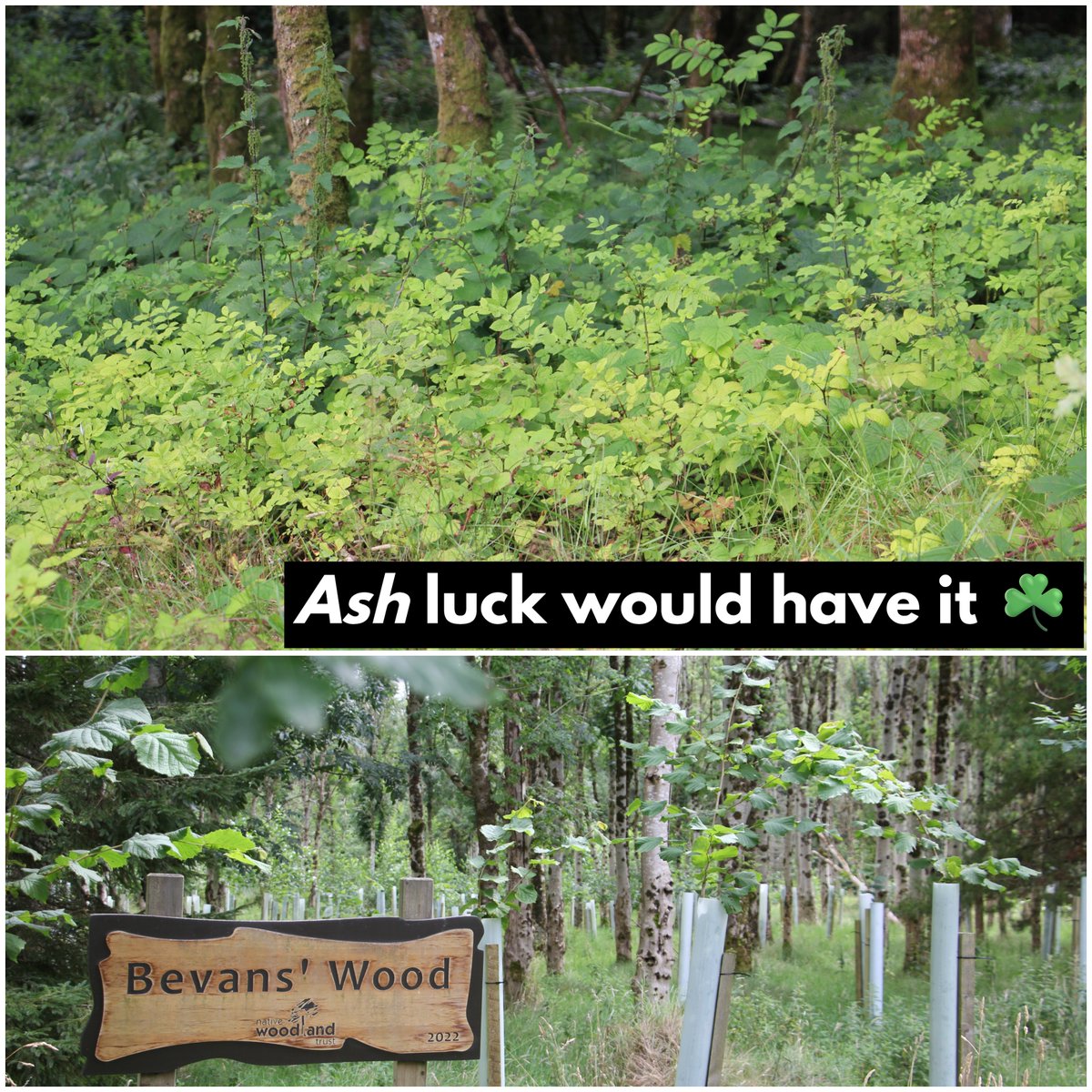 Ireland's Ash trees are fighting for survival
At Bevans’ Wood, healthy wild individuals have room to spread their seeds — rolling the evolutionary dice.
We need nature reserves like this, where the future of a species might just begin.
#AshDieback #Rewilding #NaturalRegeneration