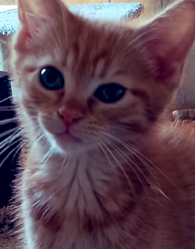 My kitten "Pizza Cat" and I talk shit about you when you're mean to me. He does not hold back. Yeah, think about that next time.