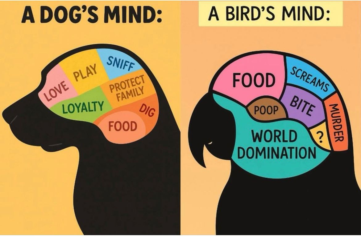 Asennetta 9apukaijoilla.Laittaisin tuon kymysmerkin kohdalle tuhoamisen. Kaikki, mitä voi nakertaa, nakerretaan. Välillä se todella näyttää murhalta😁