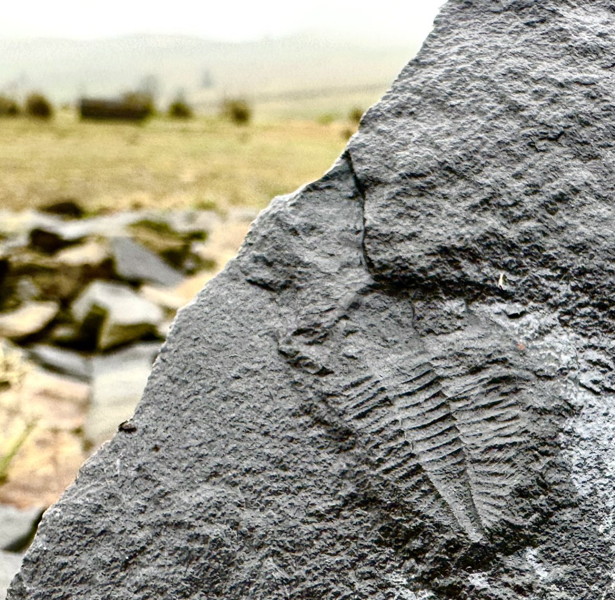 Emma Mitchell 💙 tweet media