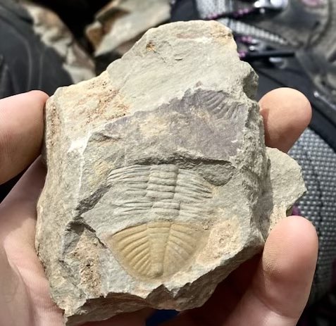 Emma Mitchell 💙 tweet media