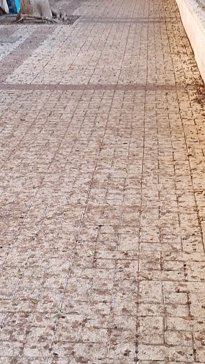 ParqueDelOeste_'s tweet photo. Las vecinas de Mainake nos mandan imágenes de la 📍Calle Palma del Río, esta calle necesita un ‘fregao’  #PorrasYoNoMiento @LimasamOficial @pacodelatorrep @fjpomares @juancgiardin https://t.co/Jjh13MuPkE