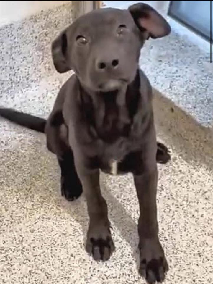 🎉💙🥳🎈Puppy PERRIER was Adopted and left the shelter with his new family today 🎊🎉Thank you everyone for giving this sweet boy a chance for a future and more birthdays 🙏🐾Since he was Adopted, no pledges are collected!
Happy Tails PERRIER 🎉🥳🎈💙Houston #TX