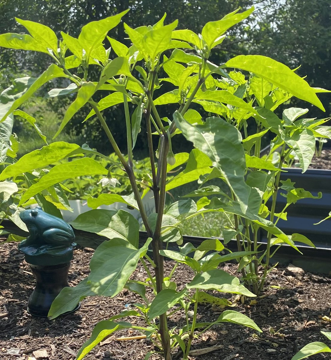 Jalapenos have started to flower! These seeds are available at seedvault.market