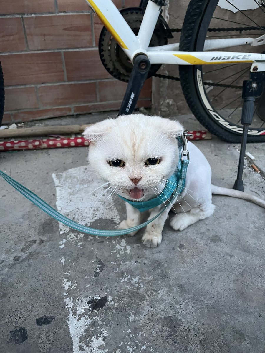 tyfyms's tweet photo. 子猫が好き、子猫が好き、子猫が好き！ https://t.co/HQjcEqH9Ts