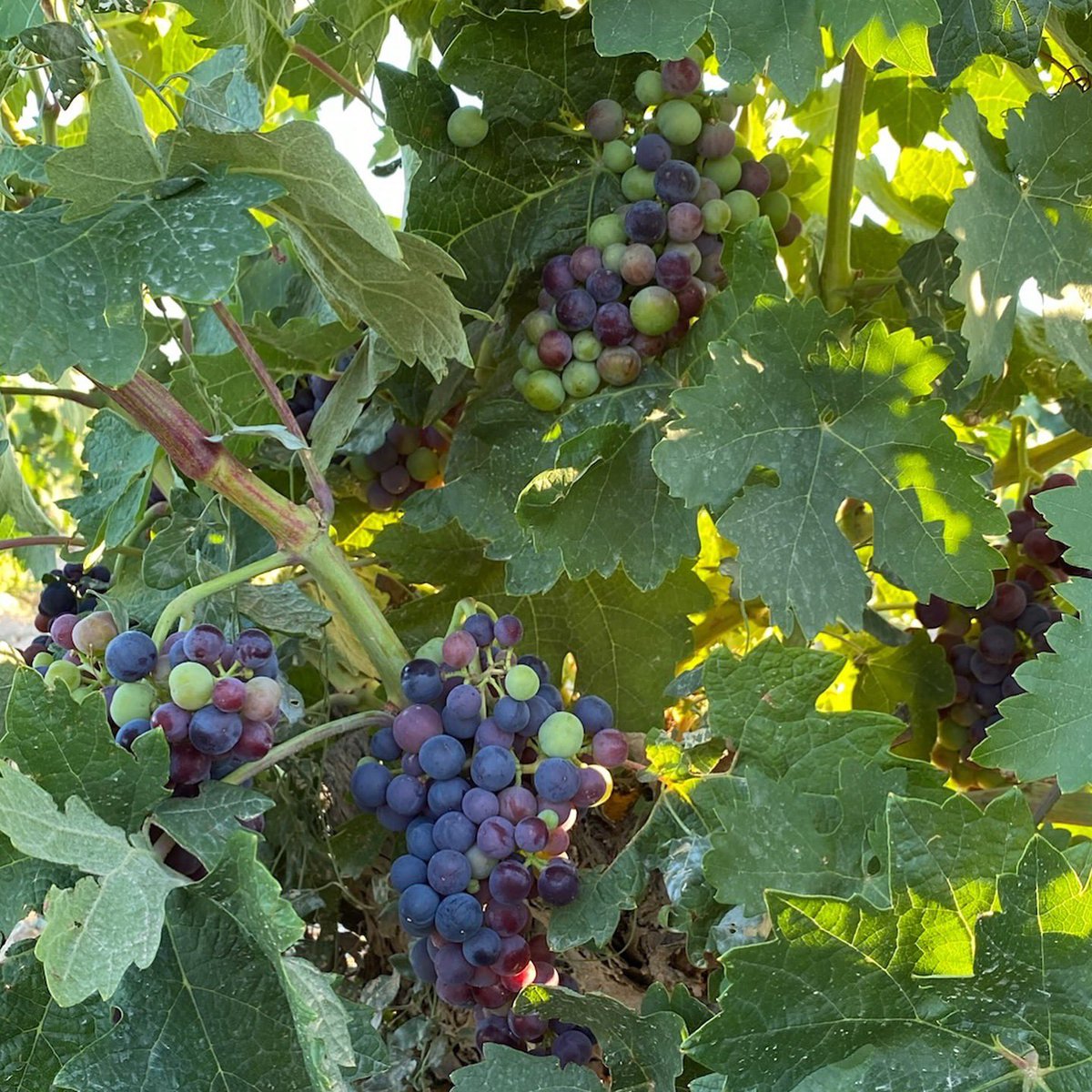 Nature continues its cycle even on holidays. 🍃💜

•••

La naturaleza sigue su ciclo aún en vacaciones. 😊🍃💜

𝐁𝐨𝐝𝐞𝐠𝐚𝐬 𝐌𝐚́𝐬 𝐐𝐮𝐞 𝐕𝐢𝐧𝐨𝐬
✨ Creadores de Recuerdos
⚖️ Viticultura en Equilibrio