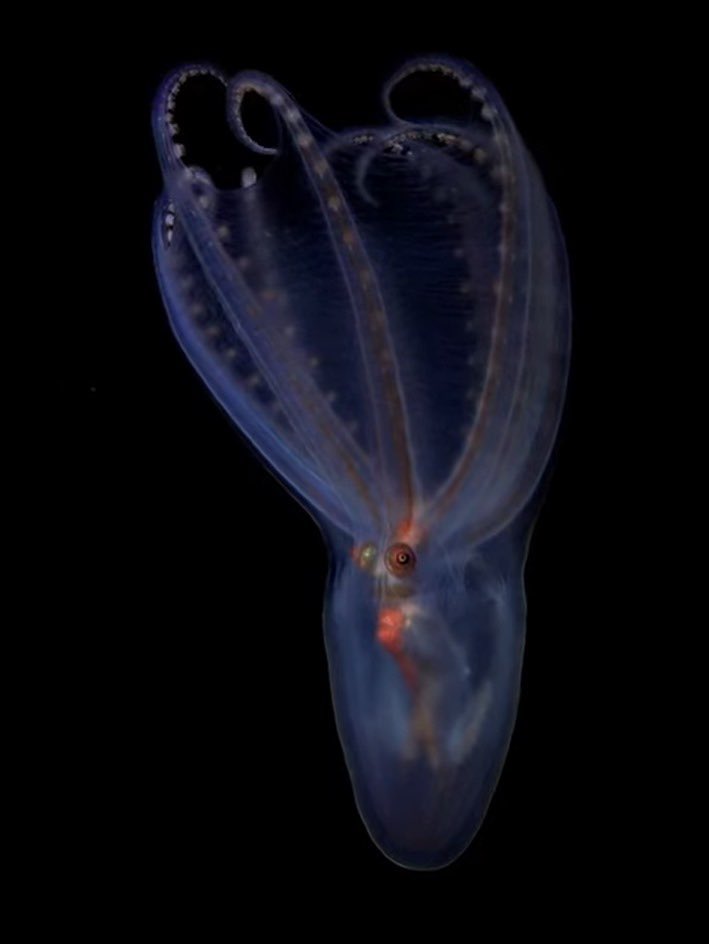 Ser ella y no tener que contar de a mil pesos porque hay 5% de descuento en efectivo en la caja de ravioles veganos