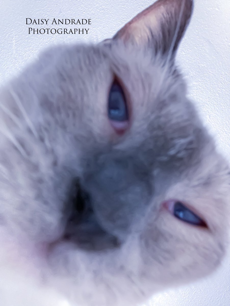 daisyphotolove's tweet image. The cutie adorable teddy bear Max 🤍🥰📷🧸💙 #daisyandradephotography #modelcat #max #cutiepie #adorable #catphotography #catmodel #furbabies #aroundtheworld #California #trending #worldwide #abc7eyewitness #catphotoshoot #abc7community #checkitout #catphotography #teddybear