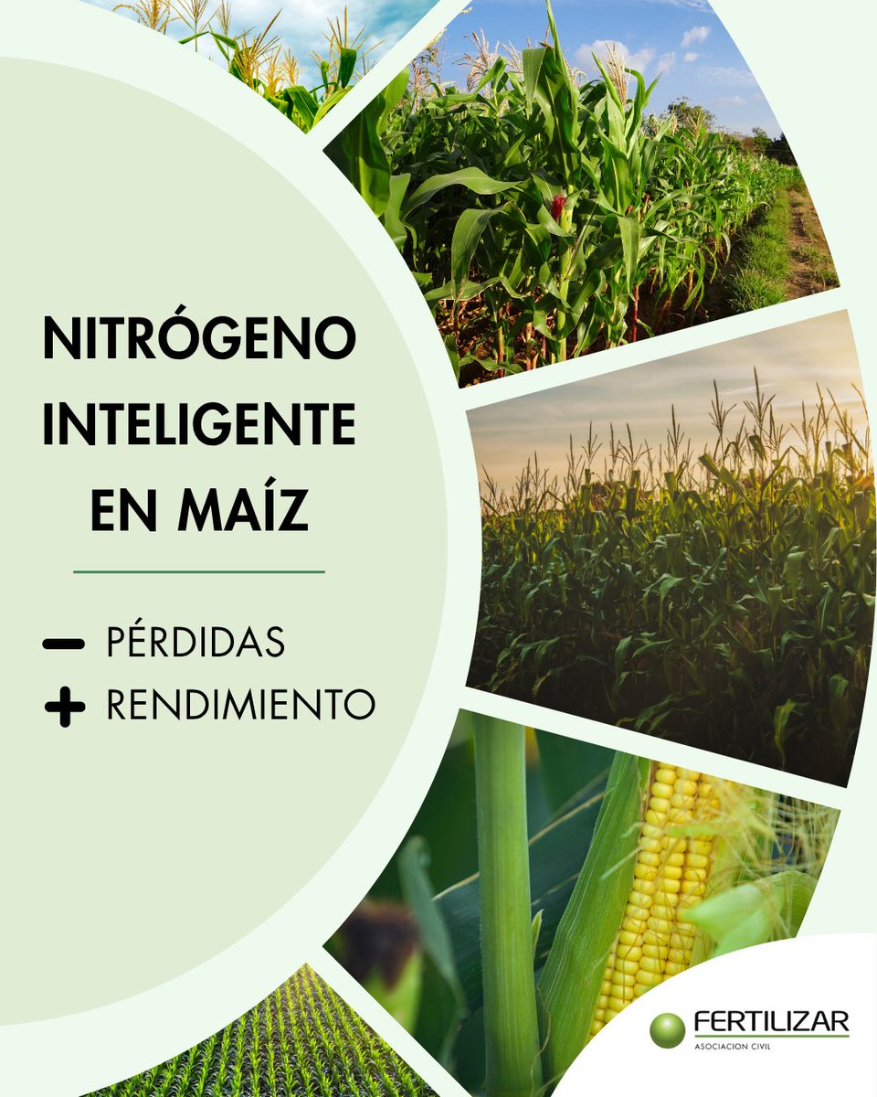 🌽 ¿Cómo mejorar el uso del nitrógeno en el cultivo de maíz y reducir el impacto ambiental?

Se sabe que solo una parte del nitrógeno aplicado al maíz es aprovechado por el cultivo, con valores reportados cercanos al 50%. El resto puede perderse por volatilización, lixiviación de