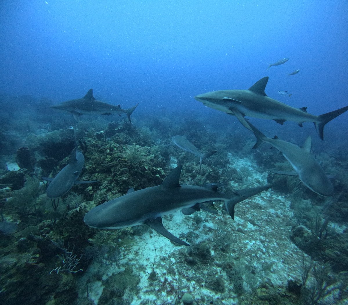 Love me some sharks!!