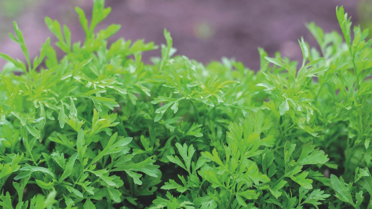 Thompson & Morgan tweet media