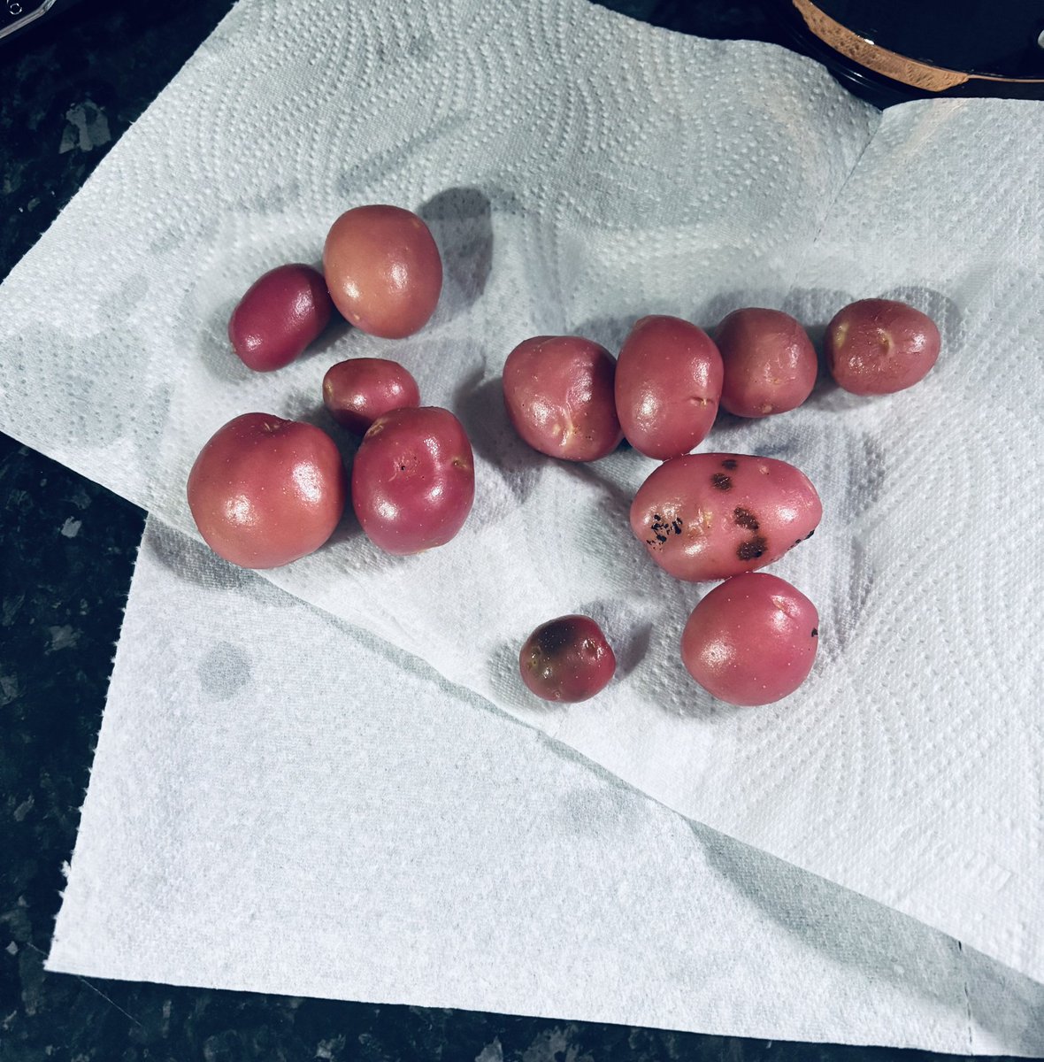 OuraniaVarsou's tweet photo. Our very first homegrown potatoes! 🥔❤️ Tiny but mighty and can’t wait to cook these little gems 🤩 #Homegrown #TinyTaters #GardenJoy https://t.co/mznd6mIaGz