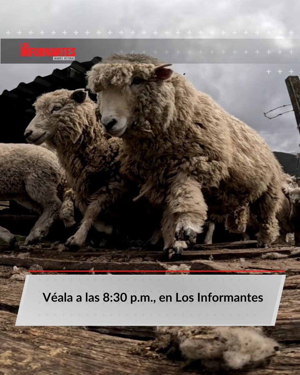 De Boyacá... ¡al espacio! y no es broma. Una ruana tejida con lana de ovejas boyacenses hizo parte de una misión de la NASA. ¿Quién y cómo la pusieron en órbita?

Vea la historia este domingo, a las 8:30 p.m., en #LosInformantes.