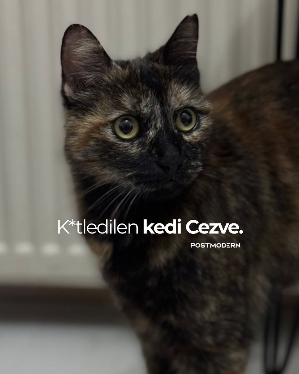 Adı: Cezve. 6 yaşında sahipli, dişi bir kedi. Burak Alan isimli bir katil tarafından vahşice öldürüldü. Videoyu izlemeye dayanamadım. Bu artık hayvan sevmemek değil; içlerindeki katili savunmasız canlar üzerinden tatmin ediyorlar. Bu basit bir hayvana şiddet vakası değil, çok