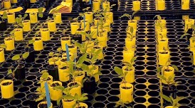 #SoySnippets: Because soybean yield potential starts with the genetics found in each seed, #USSoy invests in #SoyResearch, tools and resources to develop new varieties and support farmers as they match available varieties to their fields. bit.ly/4mljzAn