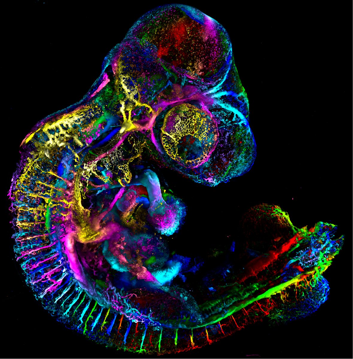 Light-Sheet Imaging U. Mayor (@lisium_chile) on Twitter photo Light Sheet ❤️
This amazing image obtained in our Light sheet🔬, shows a chick embryo injected by <a href="/jfjuarezb/">Jesús Juárez B.</a> with a fluorescent dye to label its vascular network.
CUBIC-based tissue clearing and 3D reconstruction by David Arancibia.
#southamericanlightsheet
<a href="/InvestigaUMayor/">Vicerrectoría de Investigación U. Mayor</a> Light Sheet ❤️
This amazing image obtained in our Light sheet🔬, shows a chick embryo injected by <a href="/jfjuarezb/">Jesús Juárez B.</a> with a fluorescent dye to label its vascular network.
CUBIC-based tissue clearing and 3D reconstruction by David Arancibia.
#southamericanlightsheet
<a href="/InvestigaUMayor/">Vicerrectoría de Investigación U. Mayor</a>