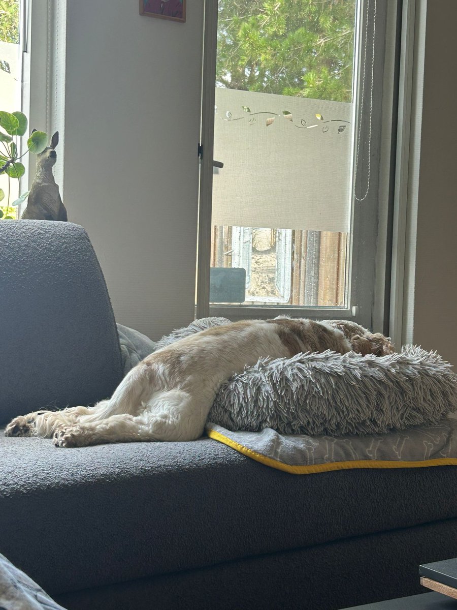 De hond kan toch heerlijk slapen