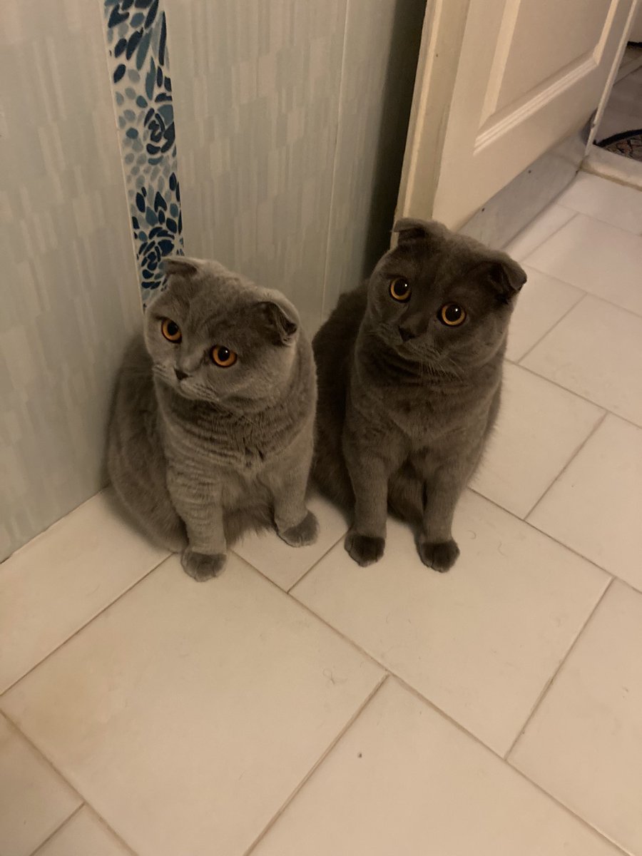 catfaather's tweet image. اگه در دستشویی رو نبندم همیشه داستان همینه