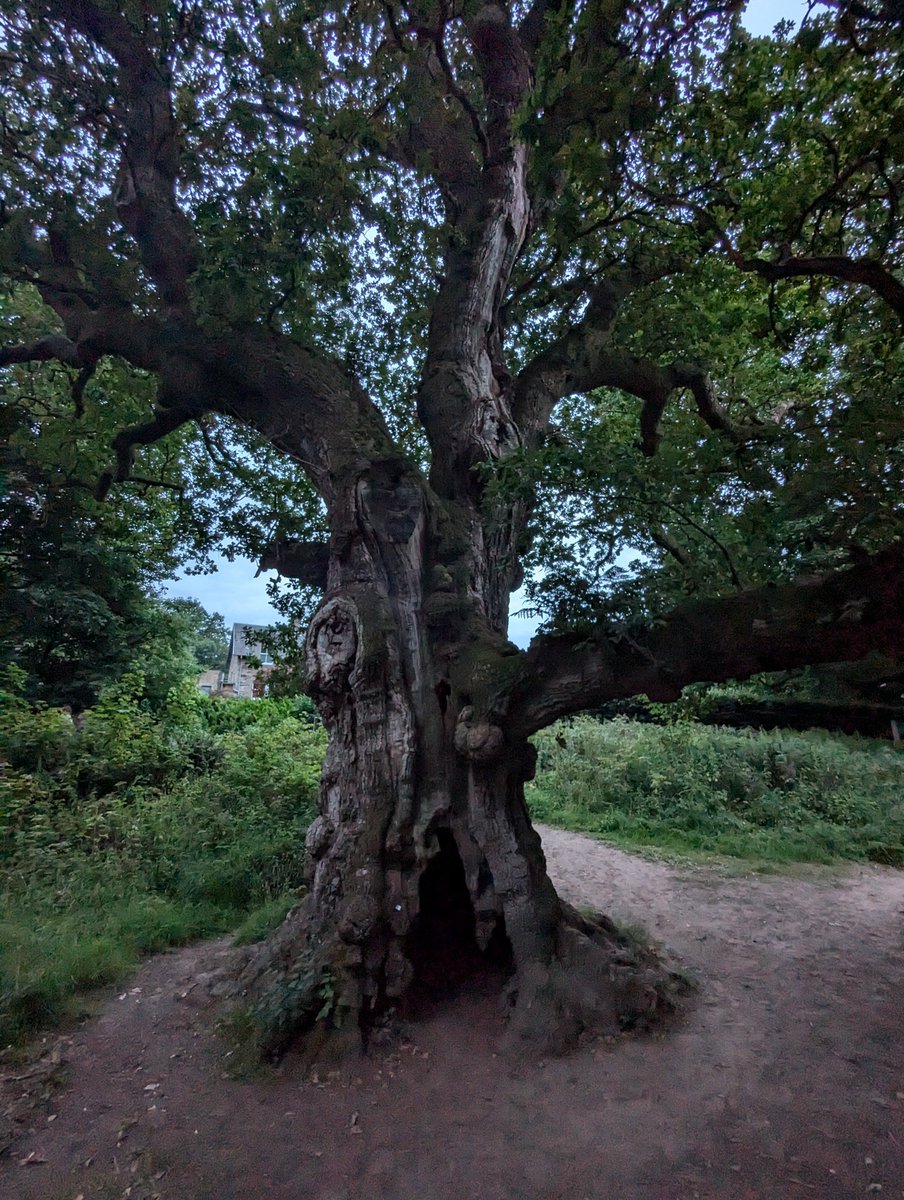 The Birnam oak at twilight