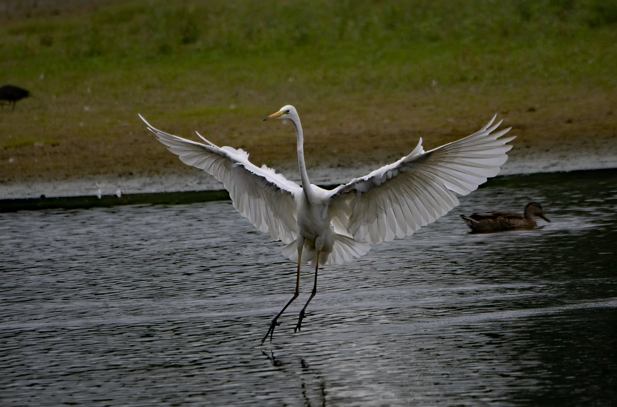 Great White Egret  brandon marsh reserve