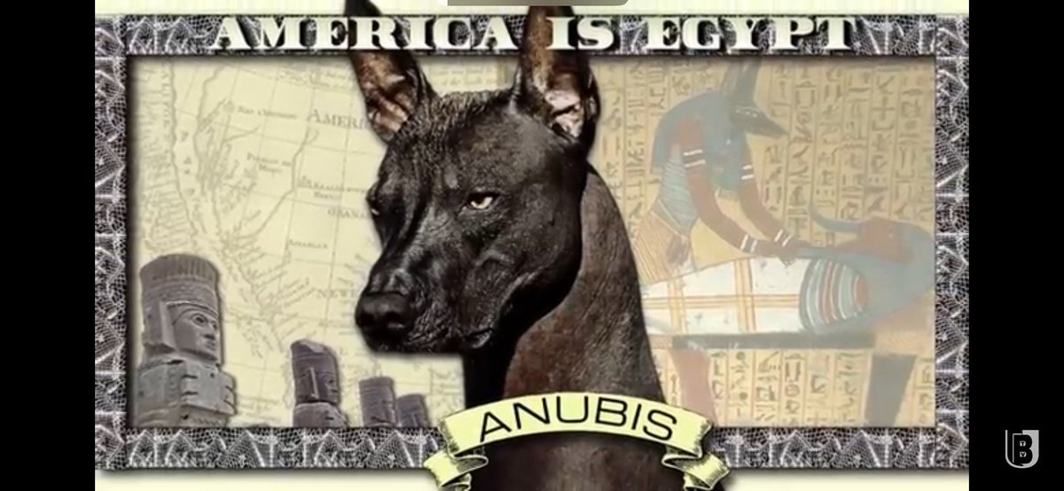TamerikhanMuur's tweet photo. @Drapetomaniac_7 Anubis is a Xolo a Mexican hairless dog breed you mfs must be blind or dumb maybe both https://t.co/jndIXGs1sT