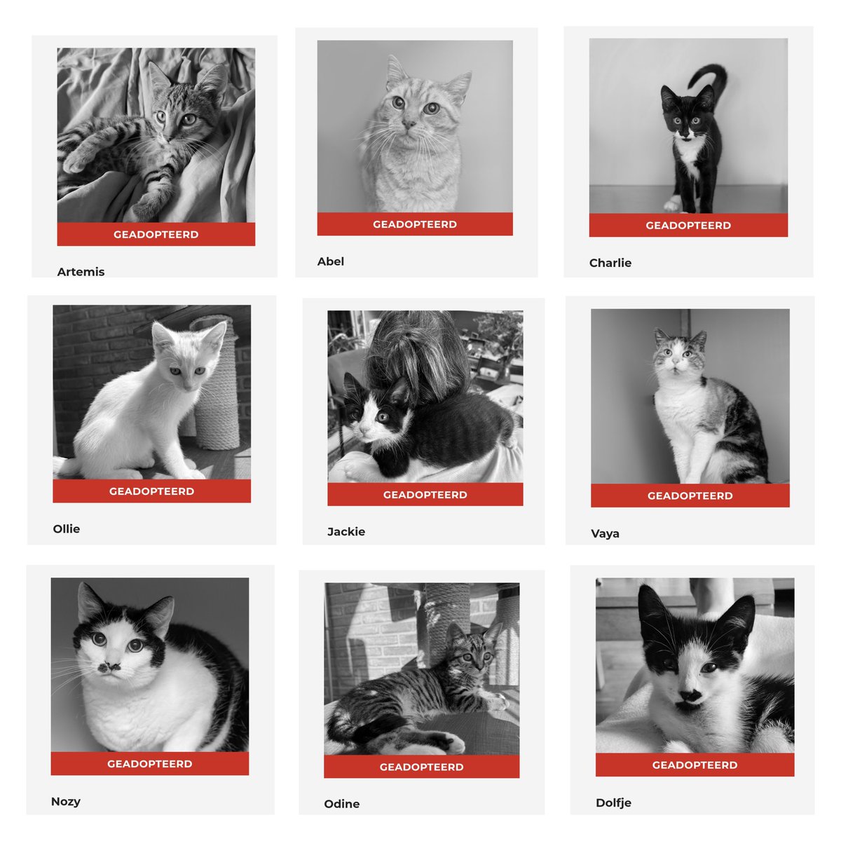 Geplaatst!🐾🐈🐕 

Er is weer een nieuwe update!🥳
 #foreverhome

Artemis, Abel, Charlie, Ollie, Jacky, Vaya, Nozy, Odine en Dolfje hebben het dierenasiel verlaten. 

Veel geluk bij jullie nieuwe mensen.

Wil je weten welke dieren er op je wachten? dierenasielzwolle.nl