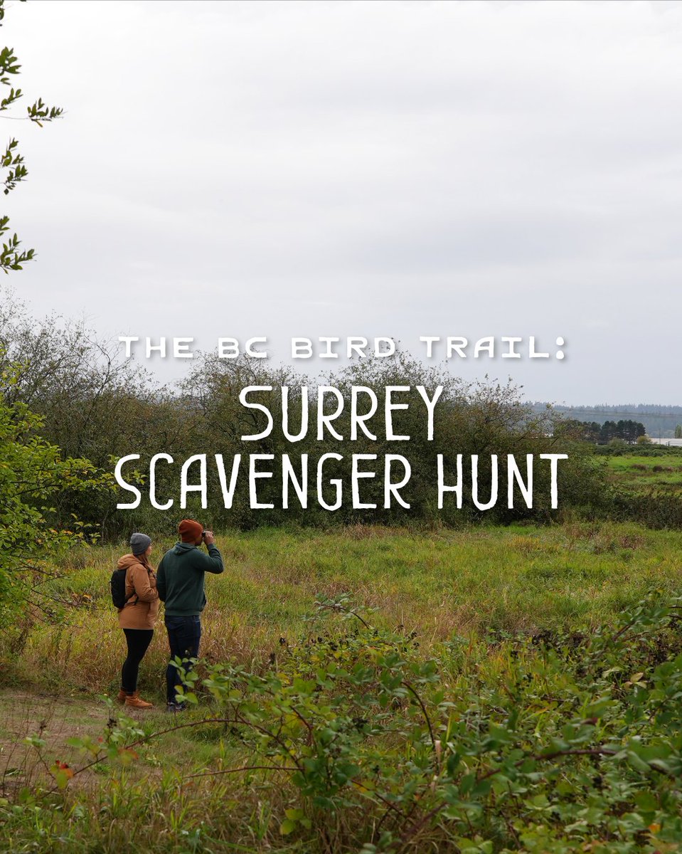 The BC Bird Trail tweet media