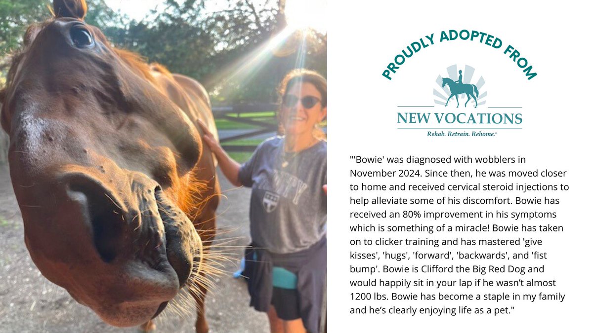New Vocations (@newvocations) on Twitter photo ☀️ #SuccessStorySunday - WHAT PLAN by Curlin is a 2021 Thoroughbred gelding with 2 starts in his racing career. He was adopted out of New Vocations' Ocala, FL facility for a planned second career in pleasure riding. But, as he would say, "Plan? What plan?" <a href="/WavertreeInc/">Wavertree Stables</a> ☀️ #SuccessStorySunday - WHAT PLAN by Curlin is a 2021 Thoroughbred gelding with 2 starts in his racing career. He was adopted out of New Vocations' Ocala, FL facility for a planned second career in pleasure riding. But, as he would say, "Plan? What plan?" <a href="/WavertreeInc/">Wavertree Stables</a>