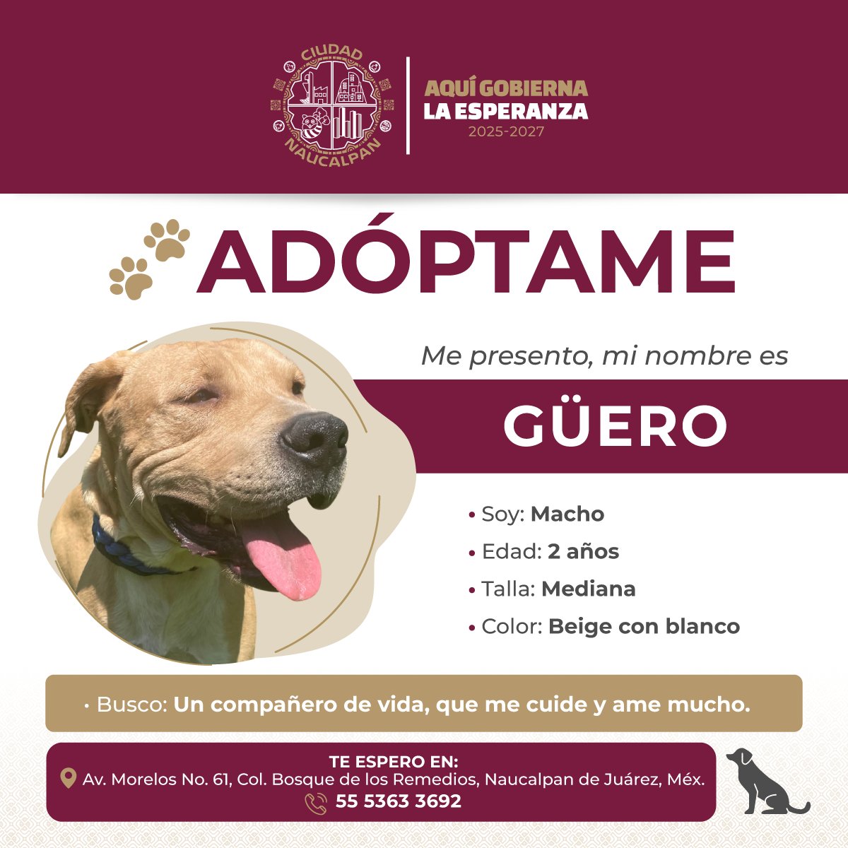 ADOPTA A GÜERO 🐾
📢 Hoy te presentamos a Güero, un perrito macho, de 2 años, mediano y con un hermoso pelaje beige con blanco.
Dale la oportunidad de formar parte de tu familia 🐕
#AquíGobiernaLaEsperanza #Naucalpan #BienestarAnimal #AdoptaNoCompres