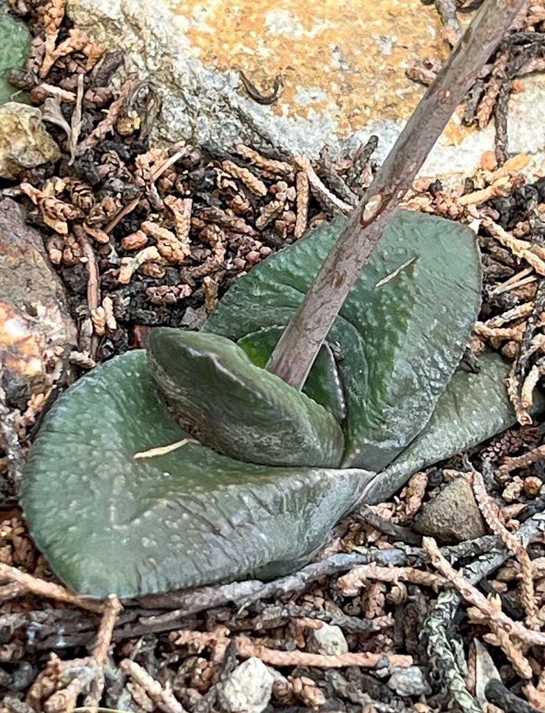 Gasteria armstrongii

Though widely grown as a potted plant, Gasteria armstrongii is quite rare in nature, occurring in coastal plains in South Africa’s Eastern Cape Province. It's a dwarf ground-hugging species, &amp; is typically hiding among grasses &amp; small shrubs. -Brian(Curator)