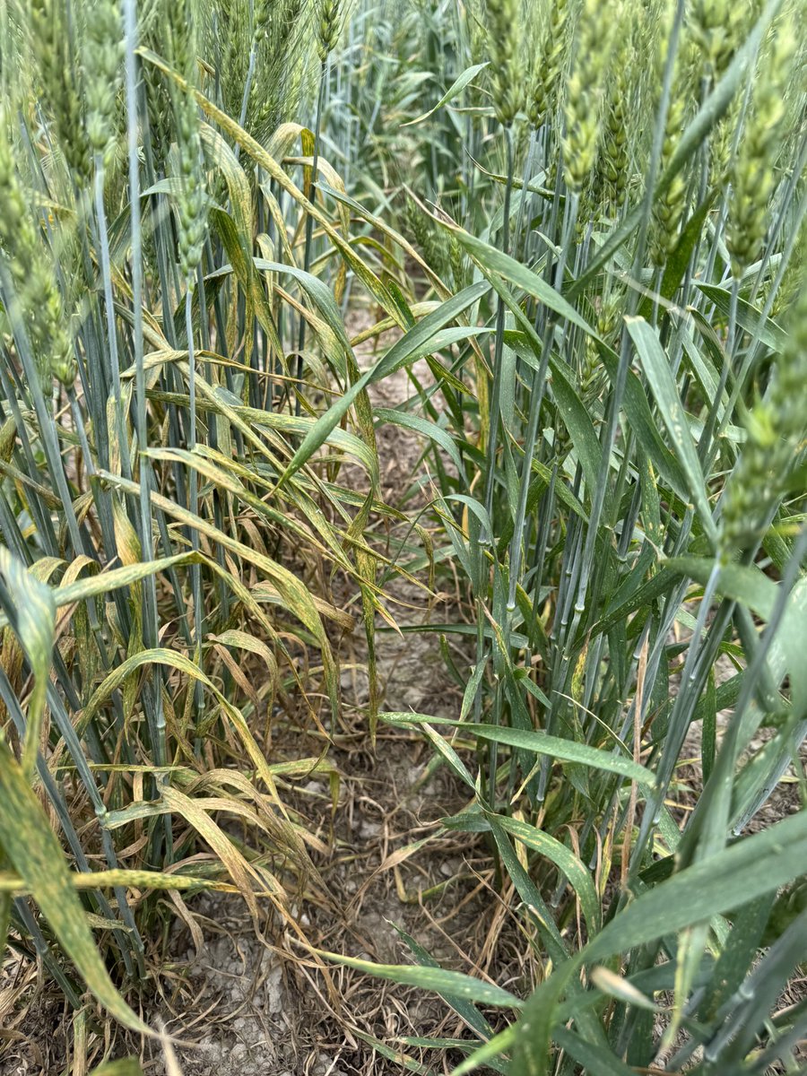 Gurcharn Singh Brar ਗੁਰਚਰਨ ਸਿੰਘ ਬਰਾੜ tweet media