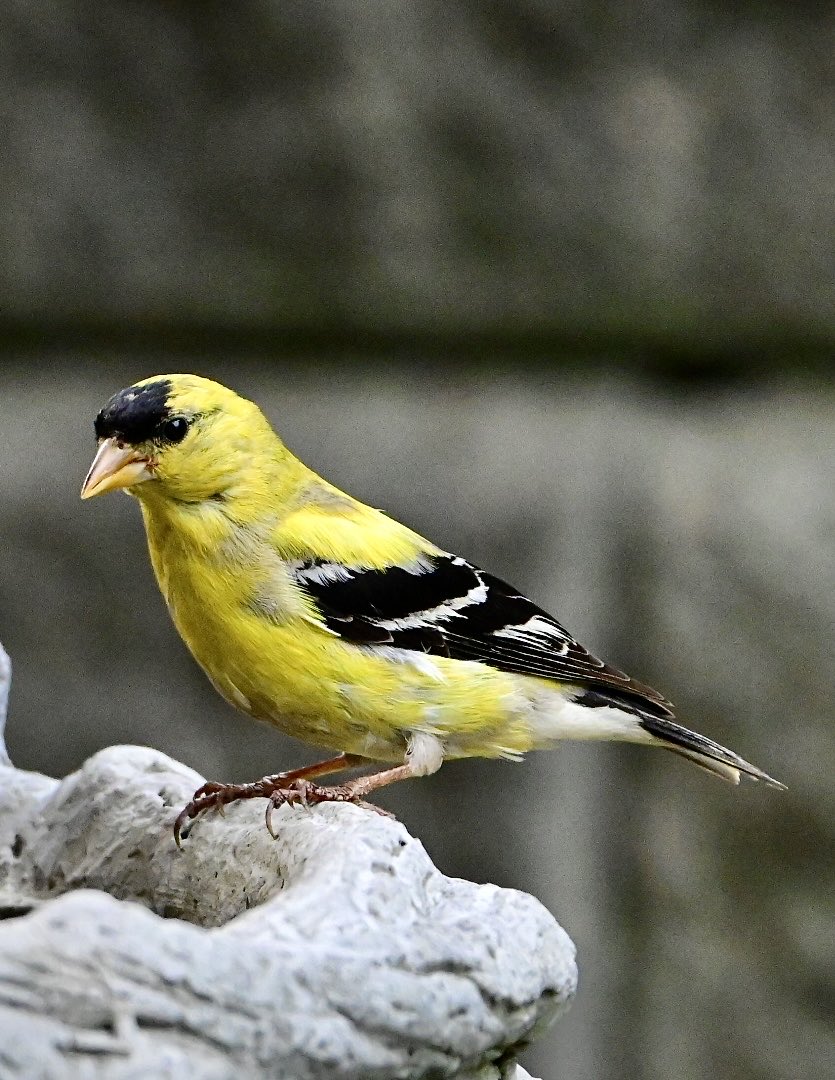 American Goldfinch on the backyard birdbath. #FinchFriday #birdphotography #naturephotography