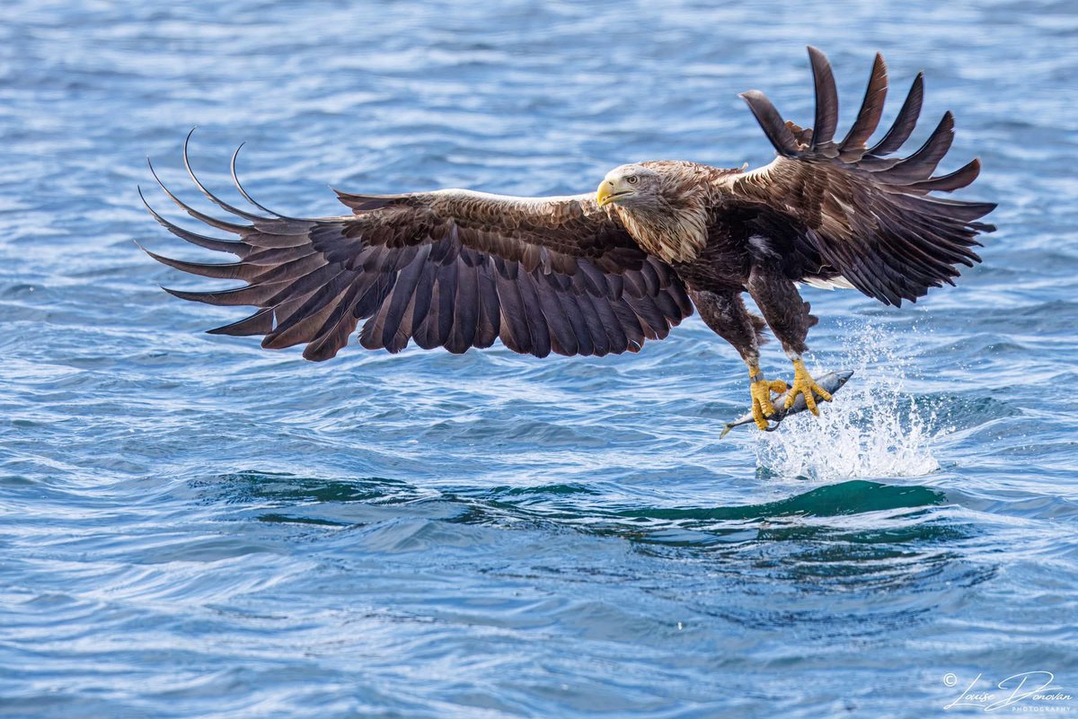 Louise Donovan (@louisedo113) on Twitter photo White Tailed Sea Eagles of Mull
Back in May, glorious weather , 2 fantastic trips with on the photo6 with <a href="/mullcharters/">Martin Keivers</a> , loved every minute! White Tailed Sea Eagles of Mull
Back in May, glorious weather , 2 fantastic trips with on the photo6 with <a href="/mullcharters/">Martin Keivers</a> , loved every minute!