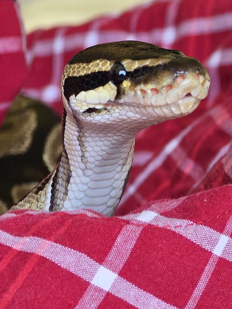 SerpentEmpress_'s tweet image. Harley being all cute 😍 #royalpython #ballpython #snake #snakegirl