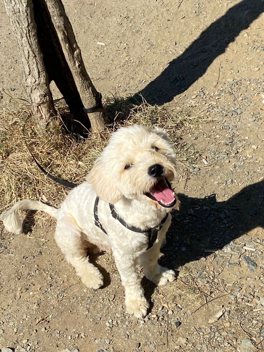 18 aylık / Erkek 
Maltipo ırkı , yaklaşık 6-7kilo 
Mevcut ailesinin düzeni bozulduğu için artık bakamıyorlar. Bahçede bakılmış hep , ev ortamında tuvalet durumunu bilemiyoruz 
Kedilere heyecanlı. 
( kısır değil KISIRLAŞTIRMA ŞARTIMIZ VAR)

İstanbul 
0532 6985830