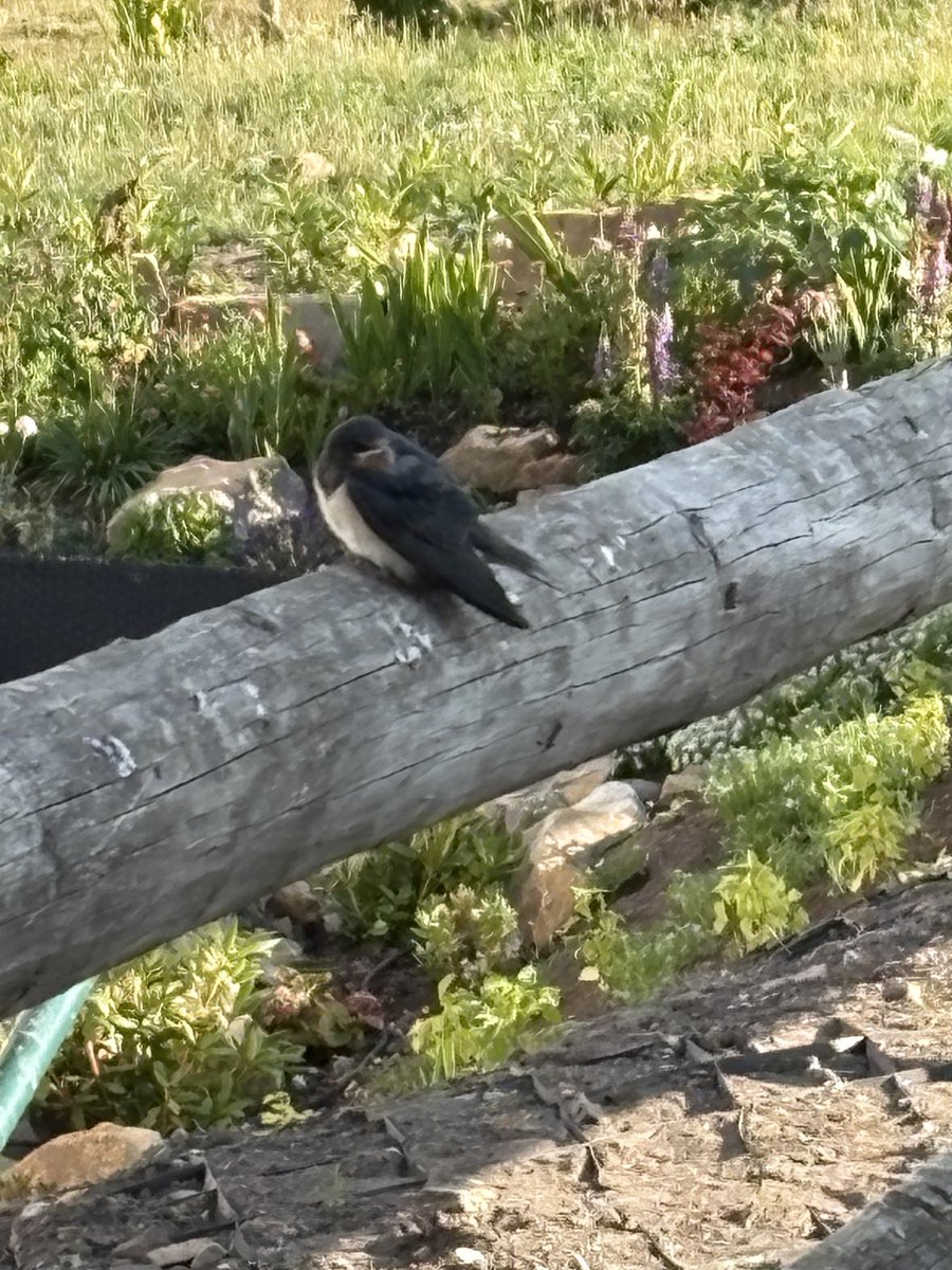 Nearly 4 months of the swallows and they all went early this morning I’m assuming to a warmer climate - a good year 3 pairs this year and 16 between them,. This one is left probably too early out of the nest and one adult bird remained behind so cute and such good parenthood