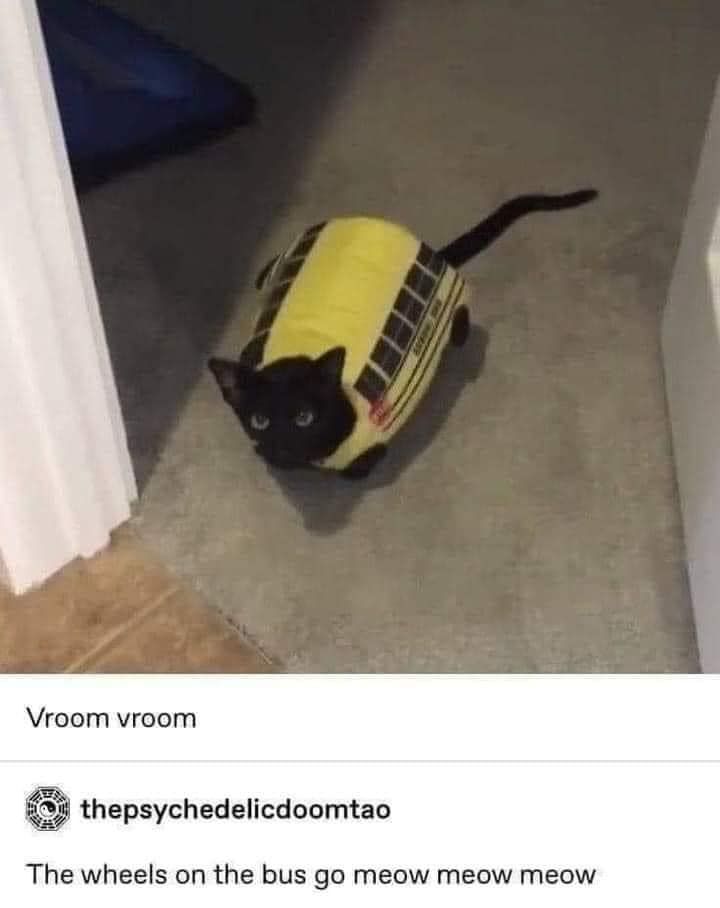 cats with powerful aura tweet media