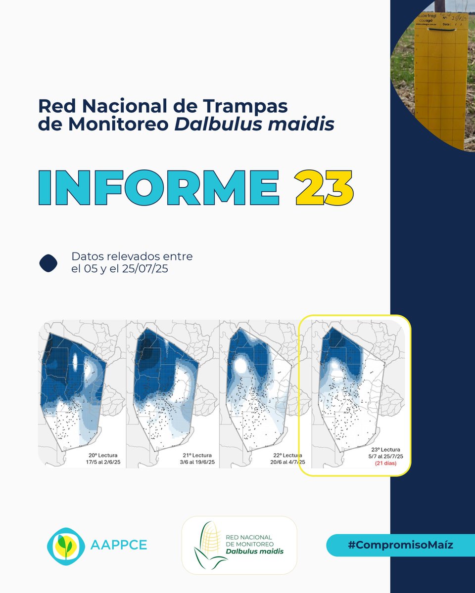¿Sin nuevas heladas severas, la #ChicharritadelMaíz sigue en retroceso en las principales zonas maiceras? 

🧐 Mirá qué dicen los nuevos datos 🌽📉: bit.ly/4l945P6
