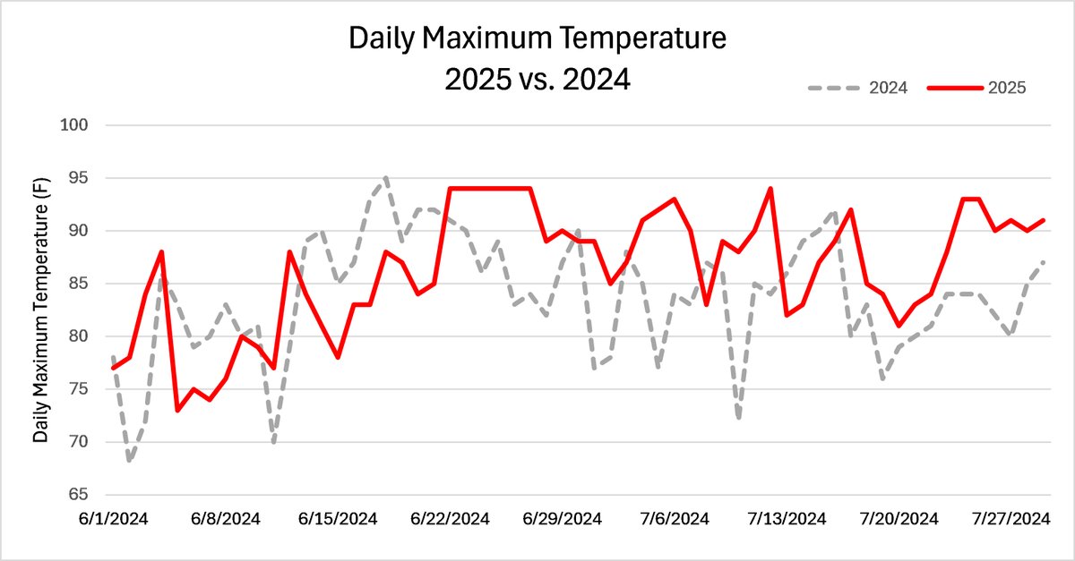 High nighttime temperatures increase corn plant respiration. As a result, some of the sugar produced during the day by photosynthesis is used to sustain the plant. Sugars consumed by increased plant respiration are used at the expense of grain fill and other plant functions.