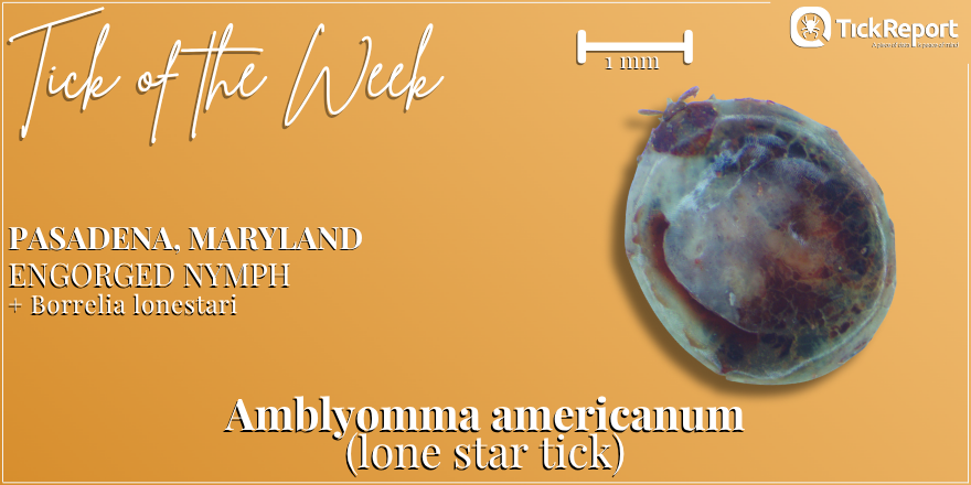 This nymphal lone star tick (Amblyomma americanum) from Anne Arundel County, Maryland, was carrying Borrelia lonestari, a bacterium that can cause southern tick-associated rash illness in its host.