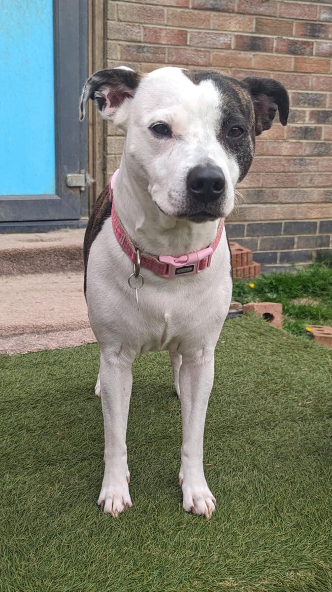 RUBY is in #Lincolnshire and ready to be adopted.
She is around 5 yrs old. She is a medium size lady
She is a lovely girl who absolutely loves being being fussed and gives good cuddles. She seems to like everyone she meets as long as they give her a fuss
imminghamdogshome.org/form/